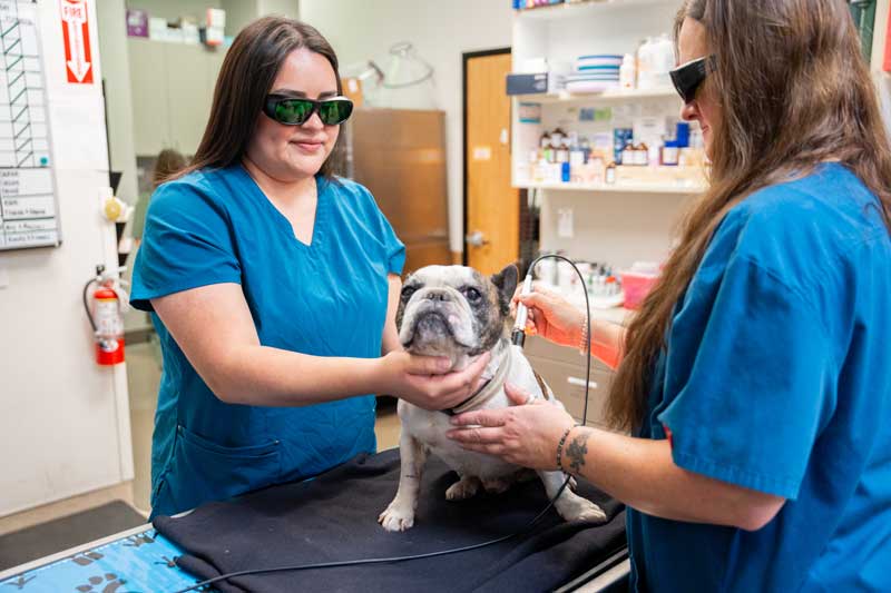 Advanced Pet Laser Therapy In San Diego, CA