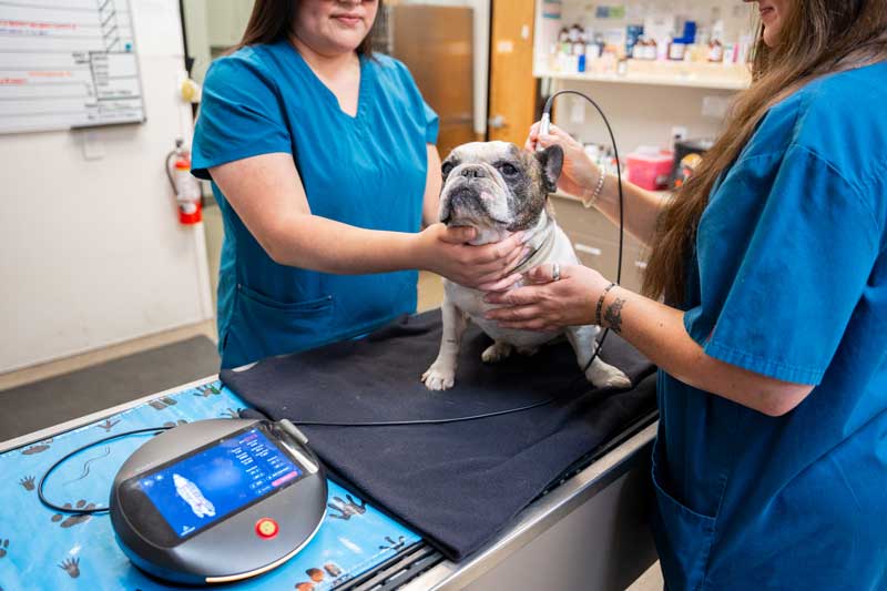 Advanced Pet Laser Therapy In San Diego, CA