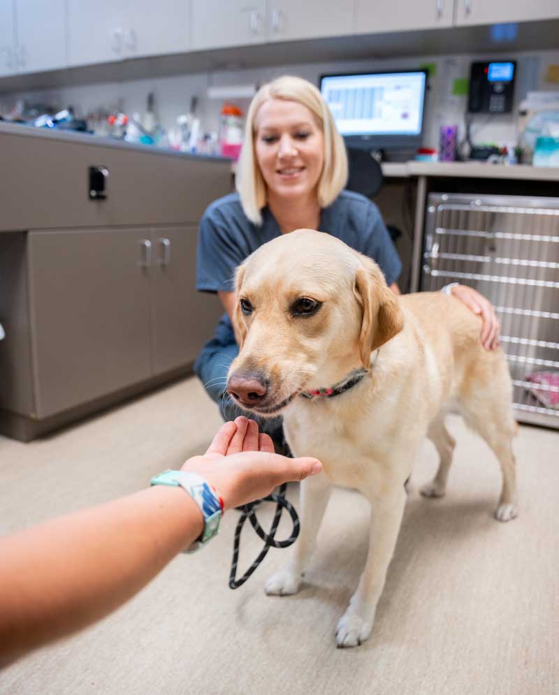 Experienced Stem Cell Veterinarian In San Diego, CA