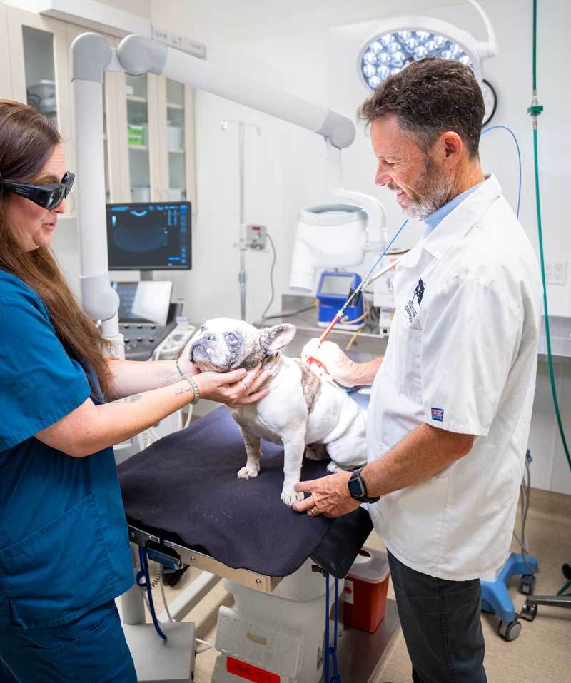 Affordable Pet Dental Care In San Diego, CA